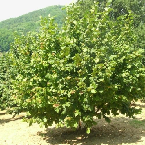 CorylusavellanaTondaGentiledelleLanghe