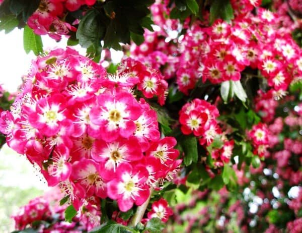 Crataegus punicea min