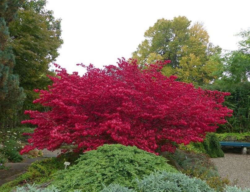 Euonymus alatus