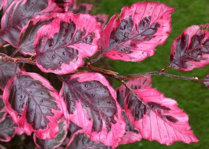 Fagus sylvatica purpurea Tricolor15