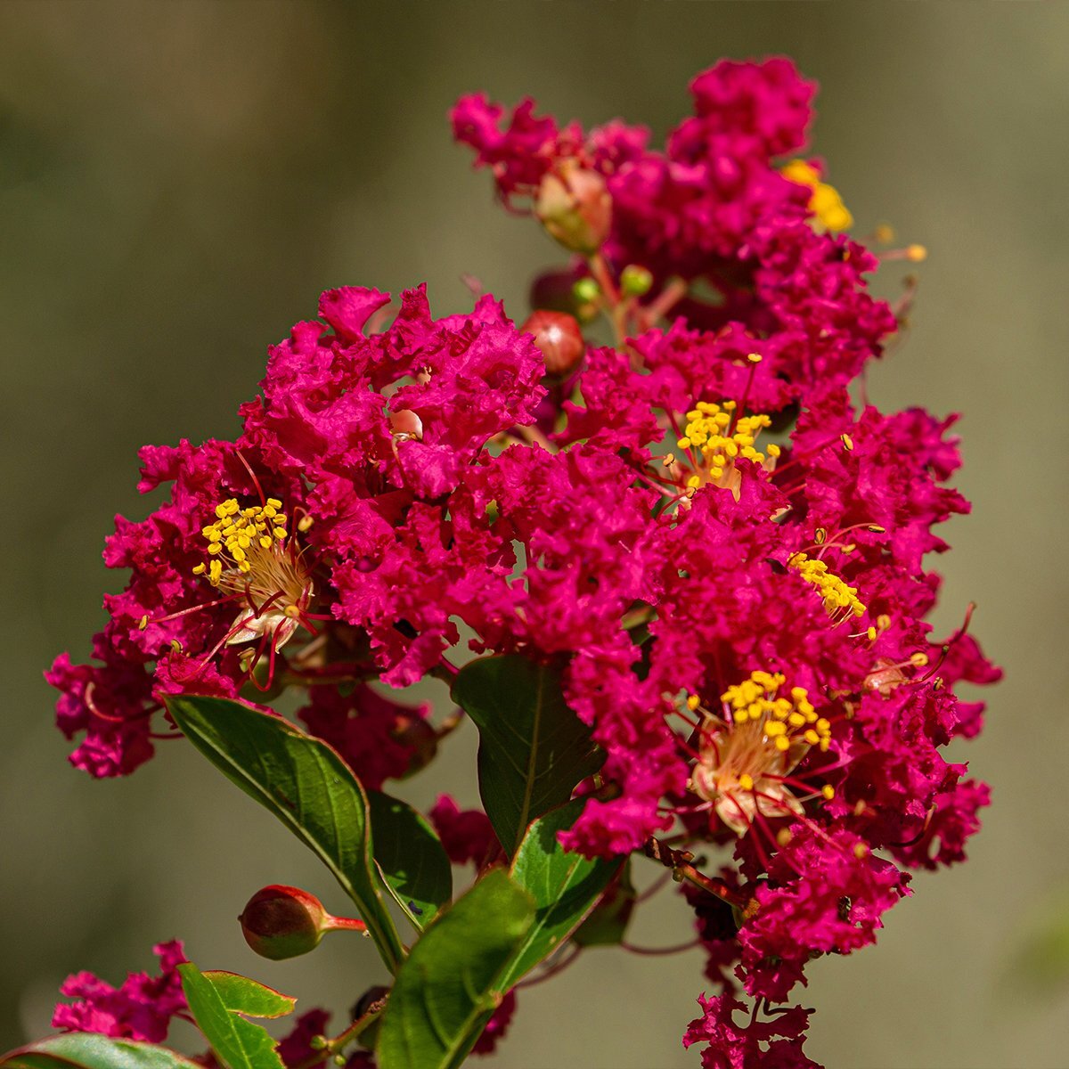 Lilas des Indes Lagerstroemia indica Caroline Beauty copyright 1006911 1