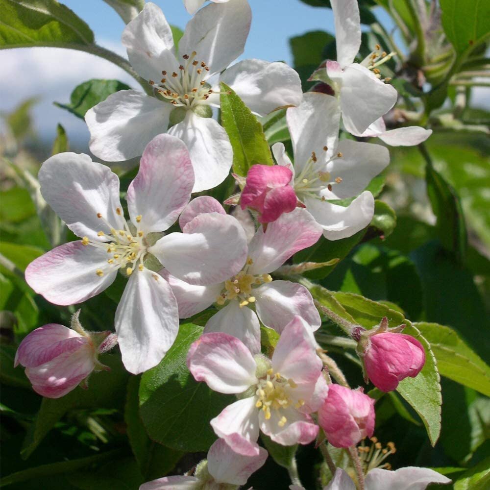 Malus Gorgeous 1