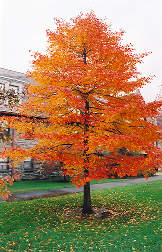 Nyssa sylvatica Tree.jpg
