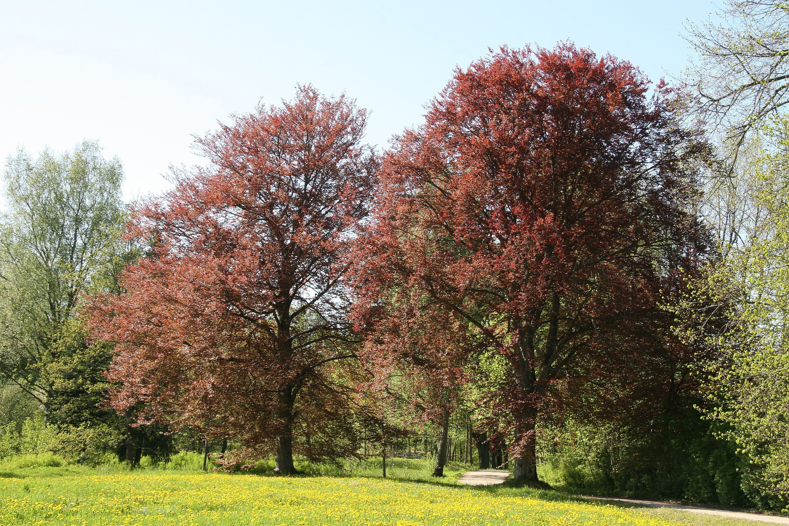 Regi_ _Fagus_sylvatica_Purpurea_Latifolia_ _panoramio