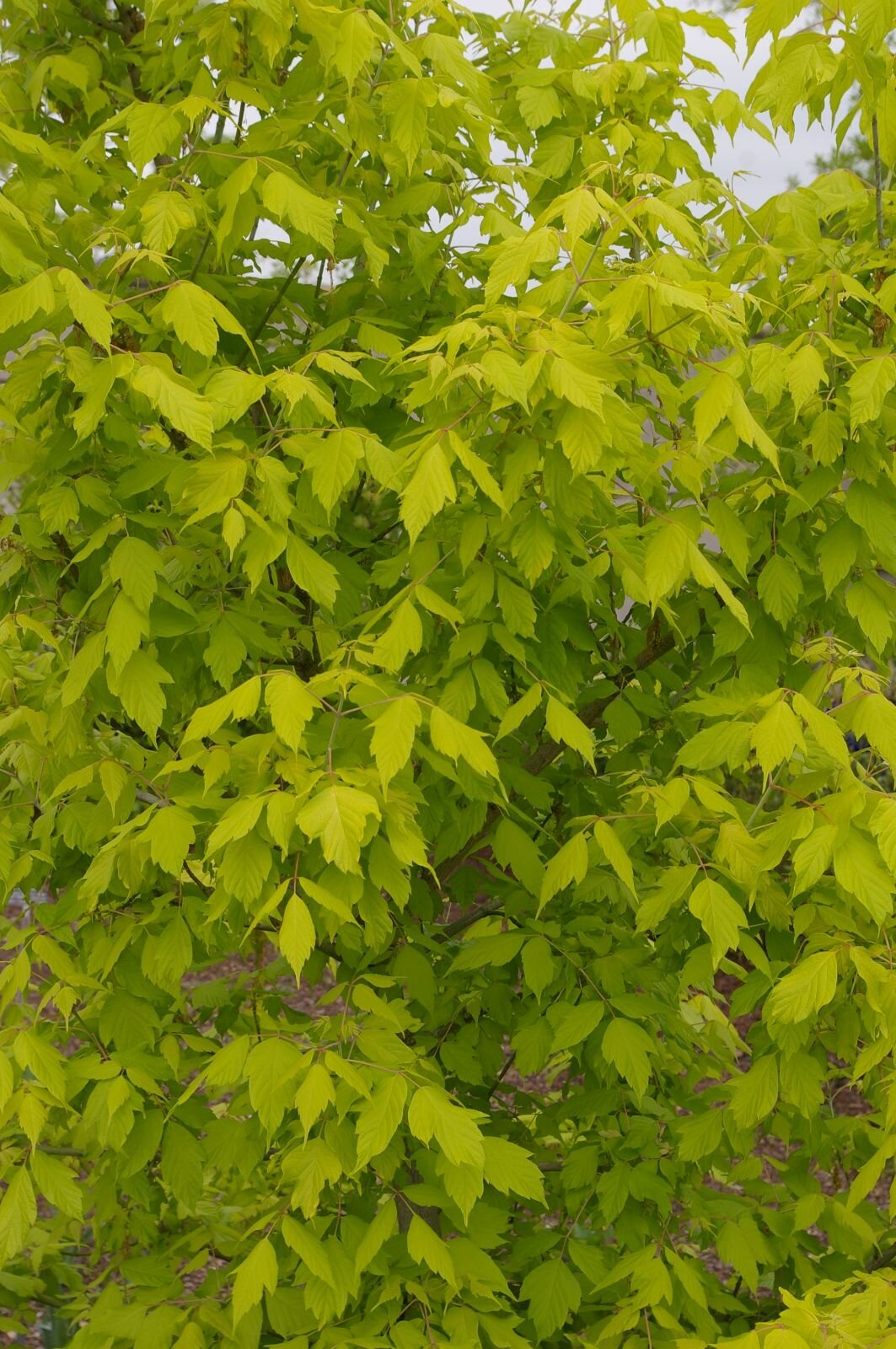 acer negundo 5