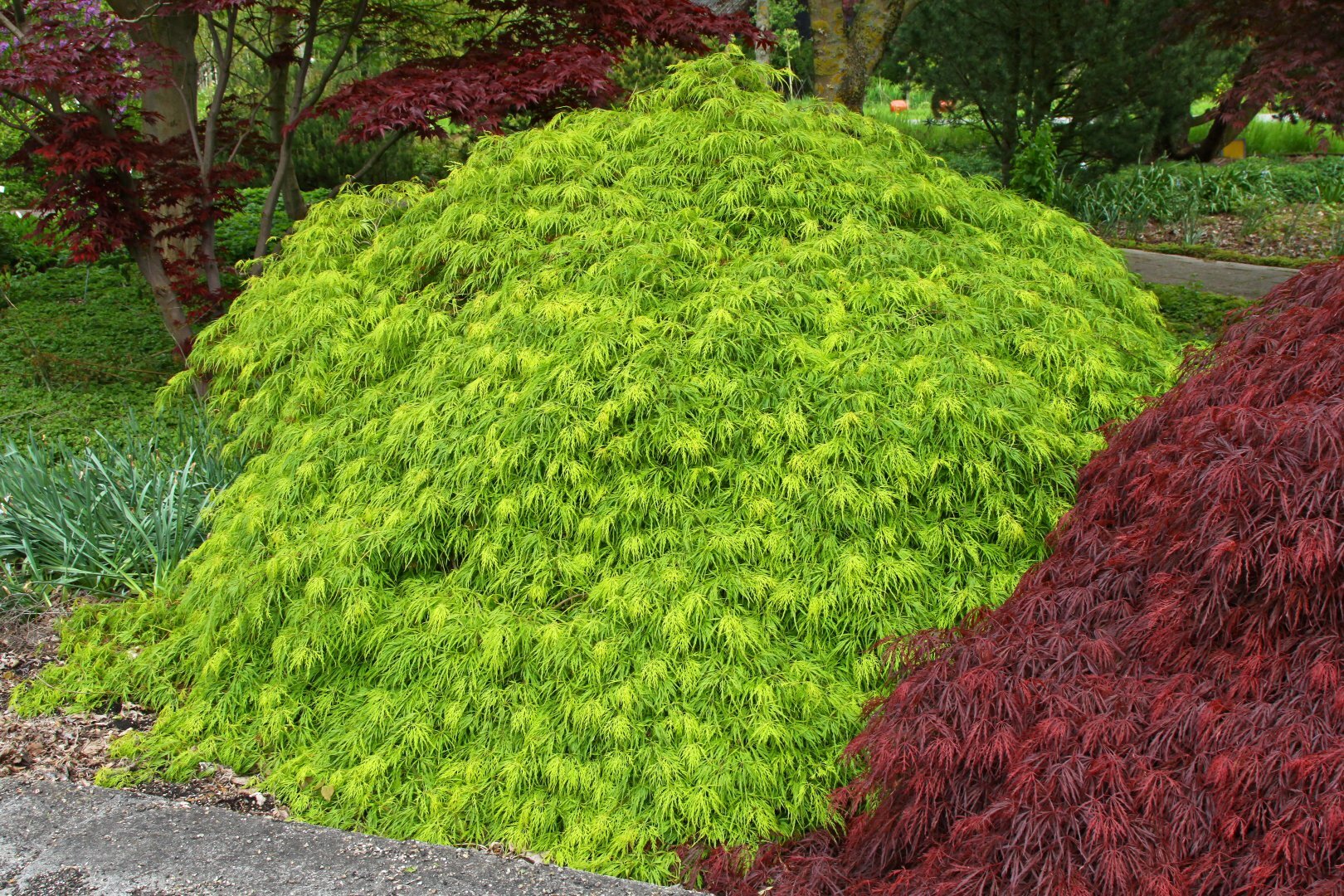 acer palmatum dissectum