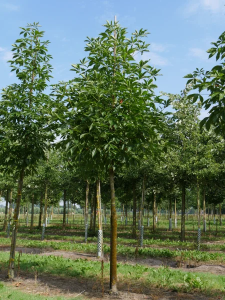 aesculus autumn splendor 18 20 vs