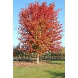 aesculus glabra autumn blaze kasztanowiec gladki