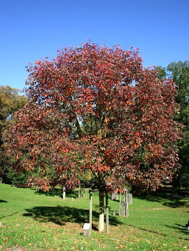 aesculus_glabra_october_red.290_oli_1