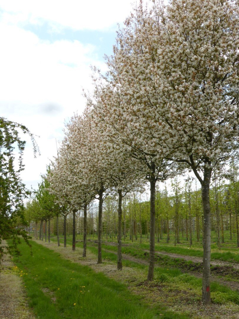 amelanchier arborea robin hill