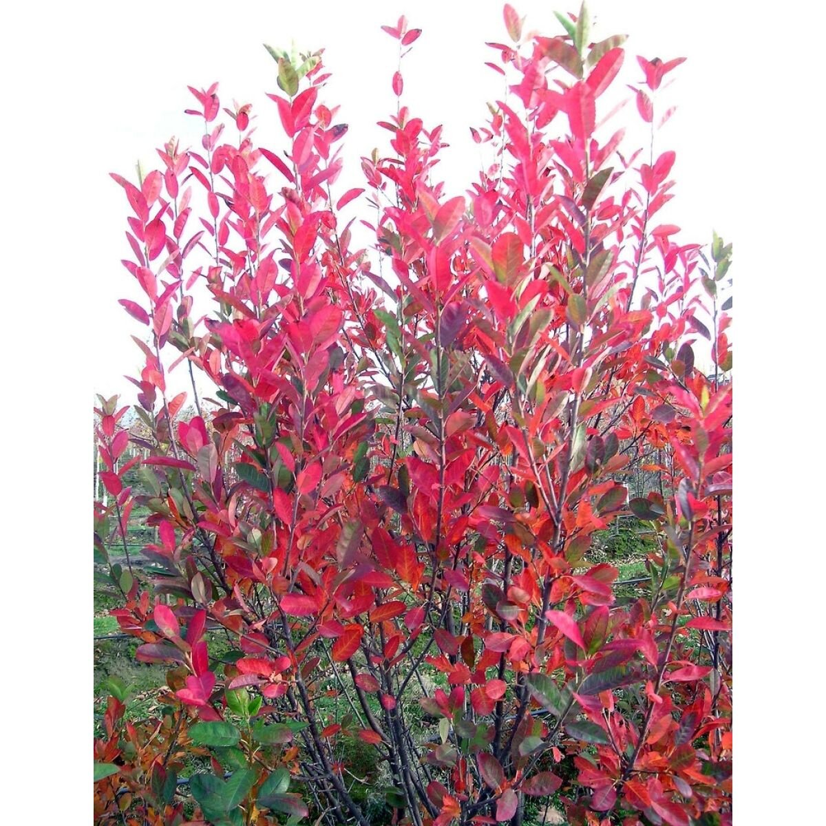 amelanchier rainbow pillar 1_1