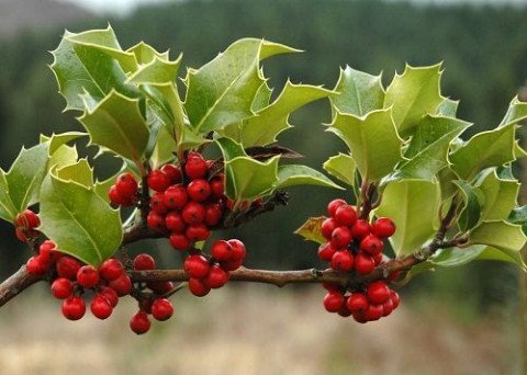 b2ap3_thumbnail_Ilex_aquifolium_Legler2