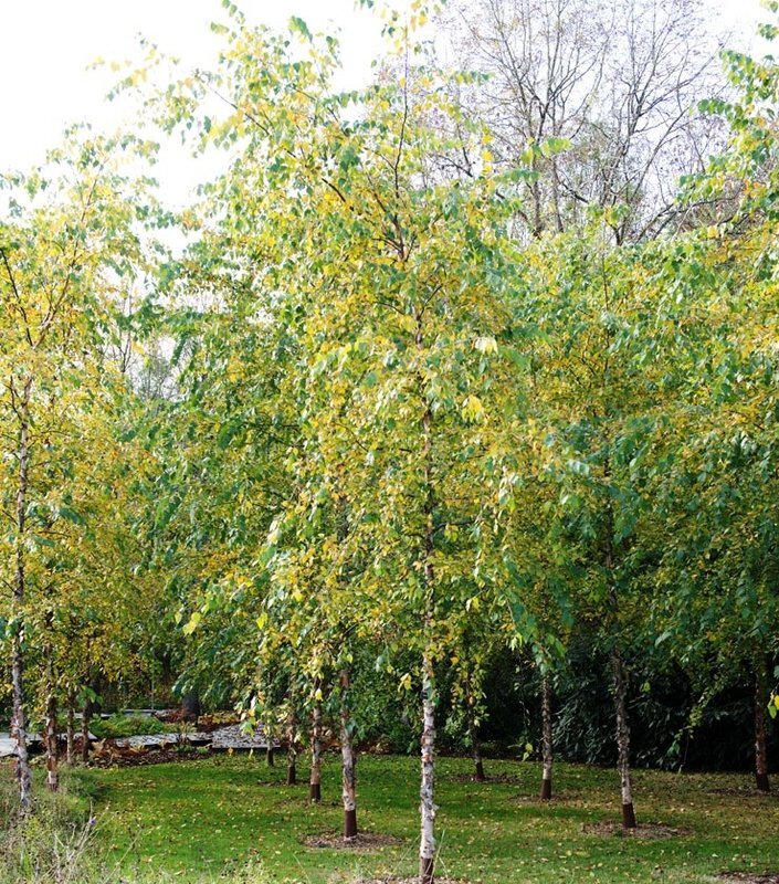 bereza chernaja betula nigra betula nigra