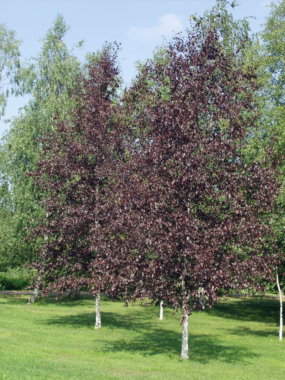 betula pubescens f_ rubra 1_8_03_er_1 1