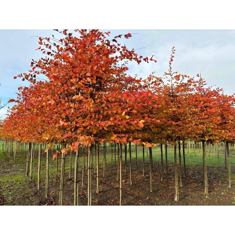 carpinus betulus rockhampton red