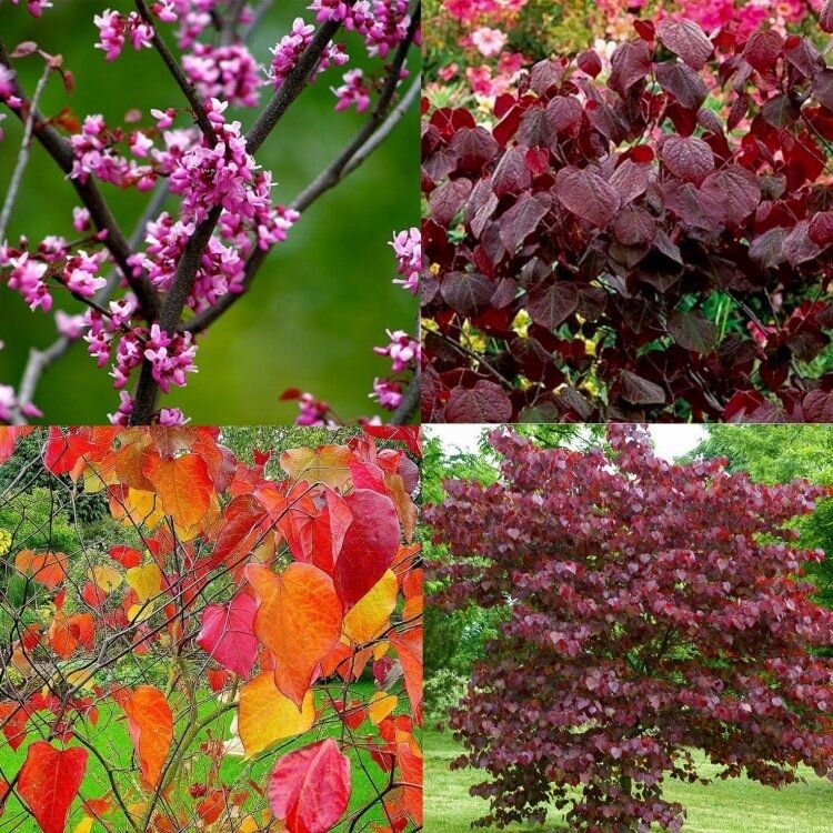cercis forest pansy montage