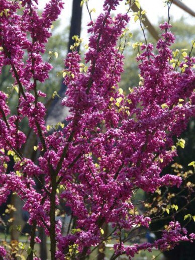 cercis_glabra_gladde_judasboom