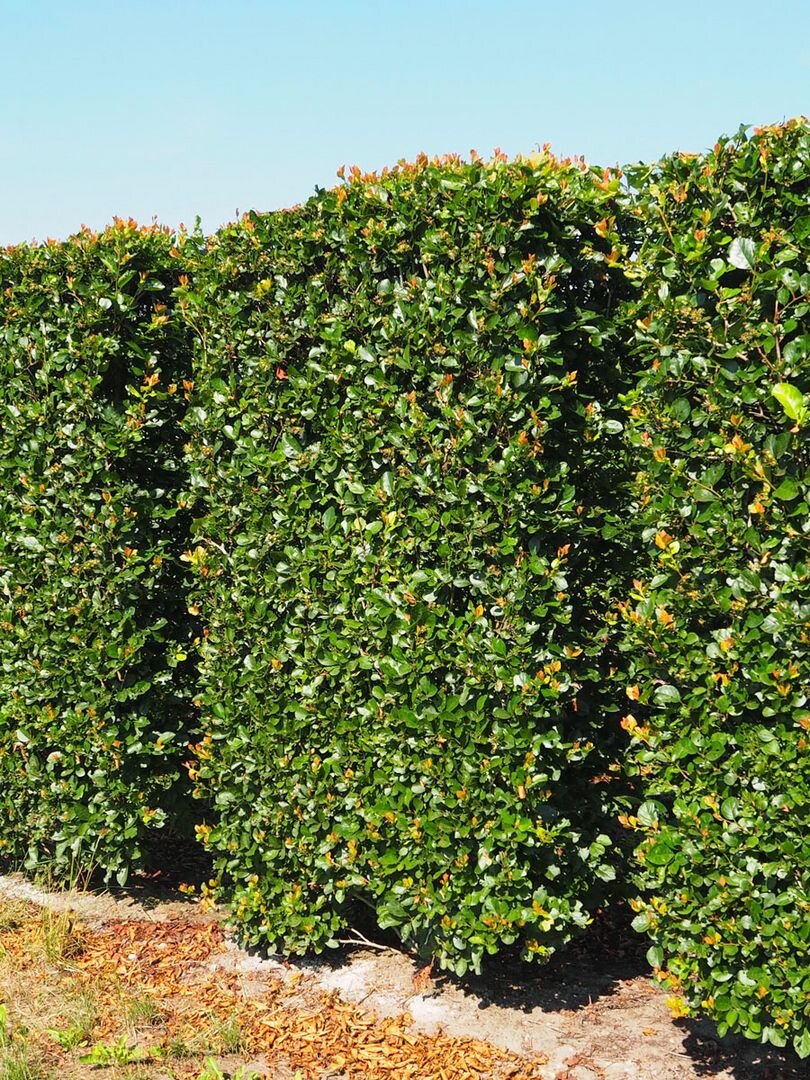 csm_Crataegus_prunifolia_Heckenelement_100_x_60_x_225_e9ea561826