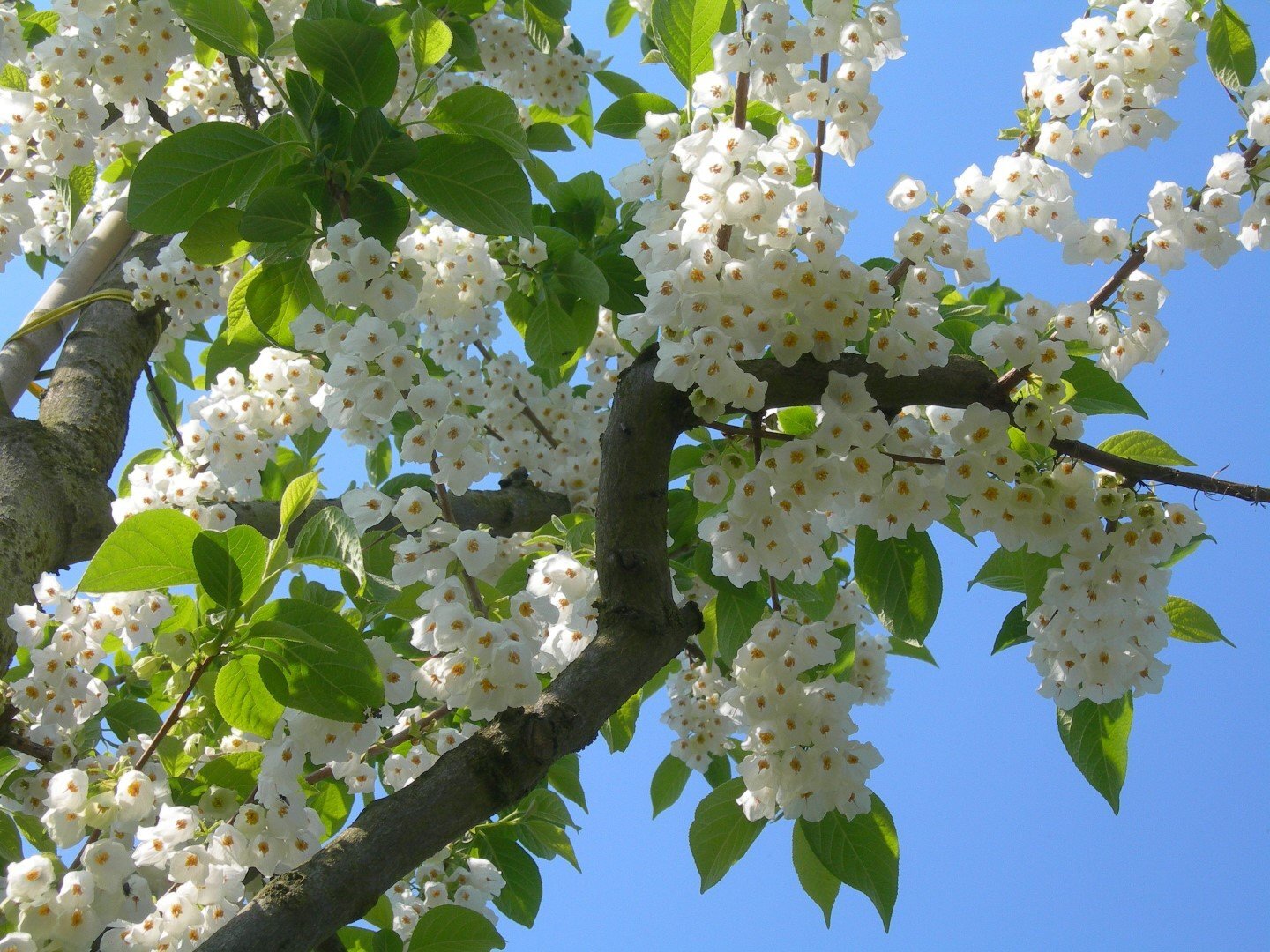 halesia carolina