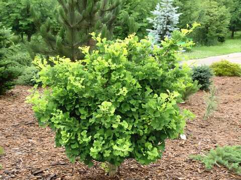 hinko biloba mariken ginko biloba mariken 125 150 sm 82317894429277