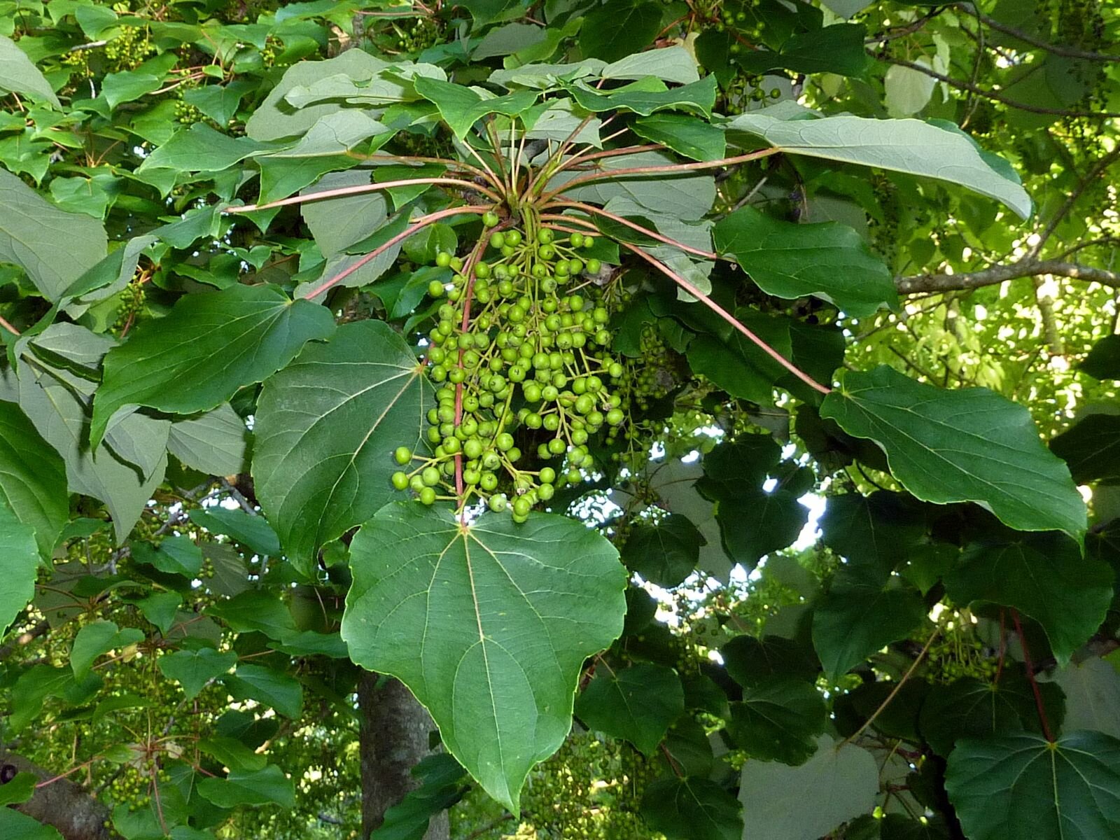 idesia polycarpa 5