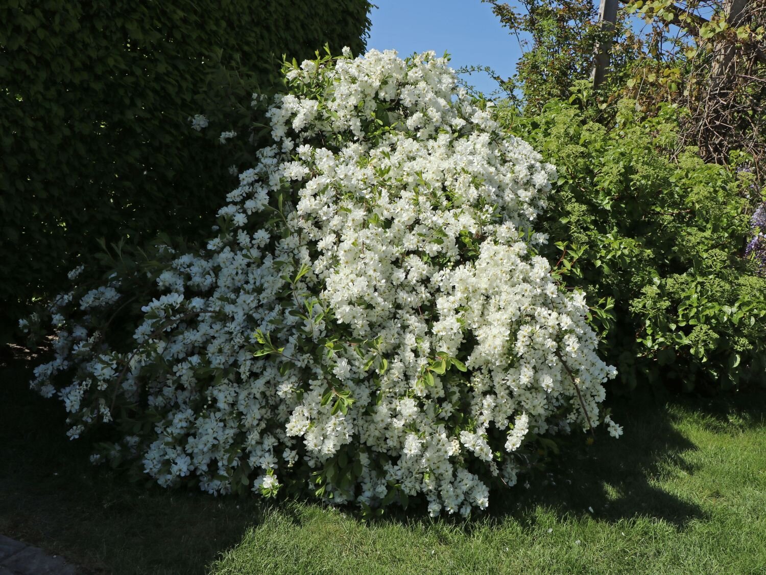 kleine prunkspiere the bride m006254_w_11