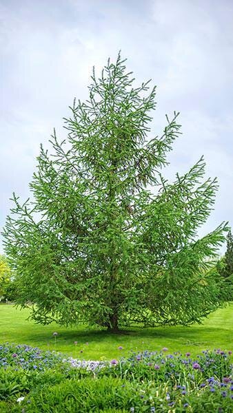 larix kaempferi big