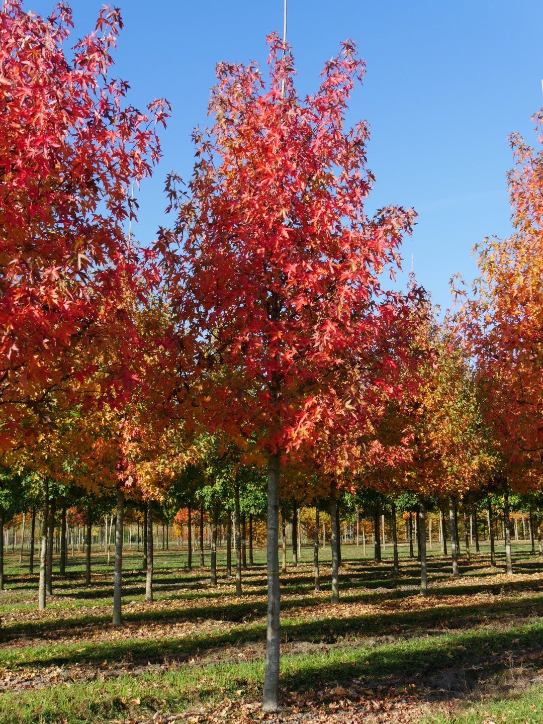liquidambar_styraciflua_worplesdon_3