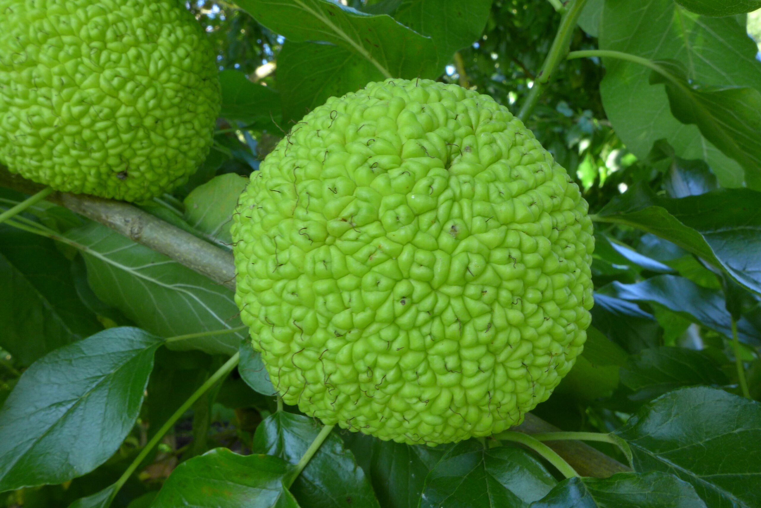 maclura pomifera fruit scaled