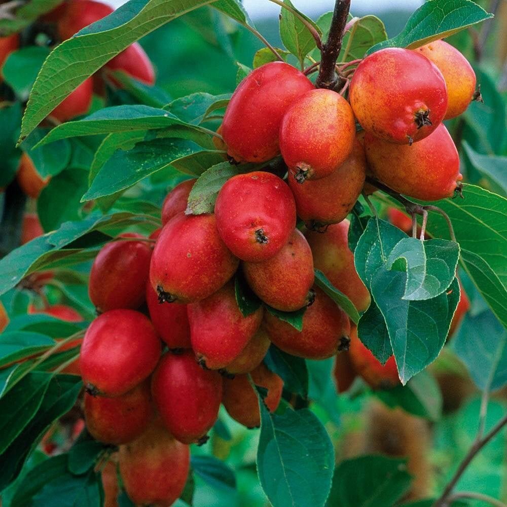 malus john downie tree p3162 23947_image