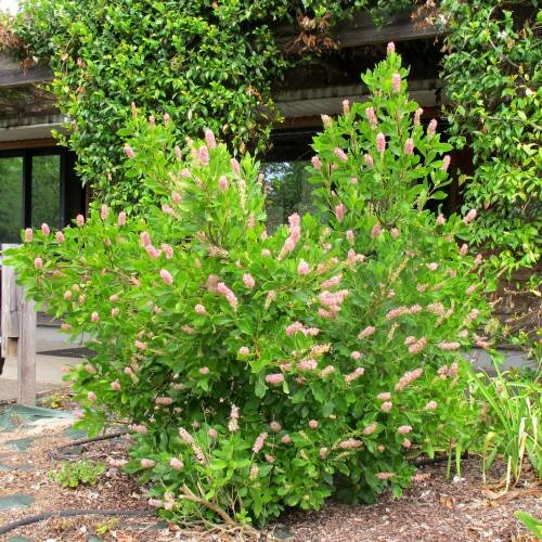 summersweet pink spire_UK_500_0022084