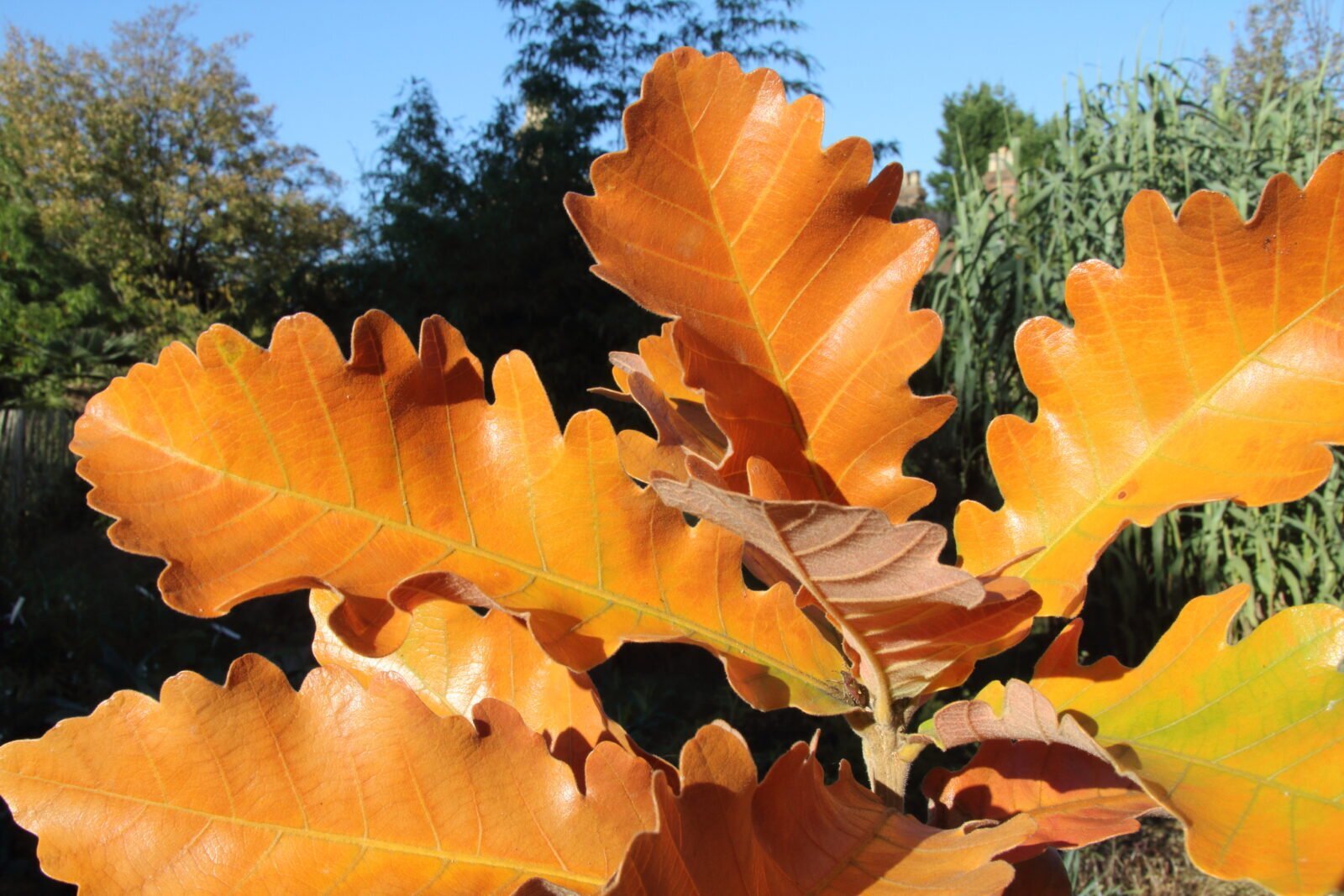 Quercus.dentata.Carl_.Ferris.Miller scaled 1