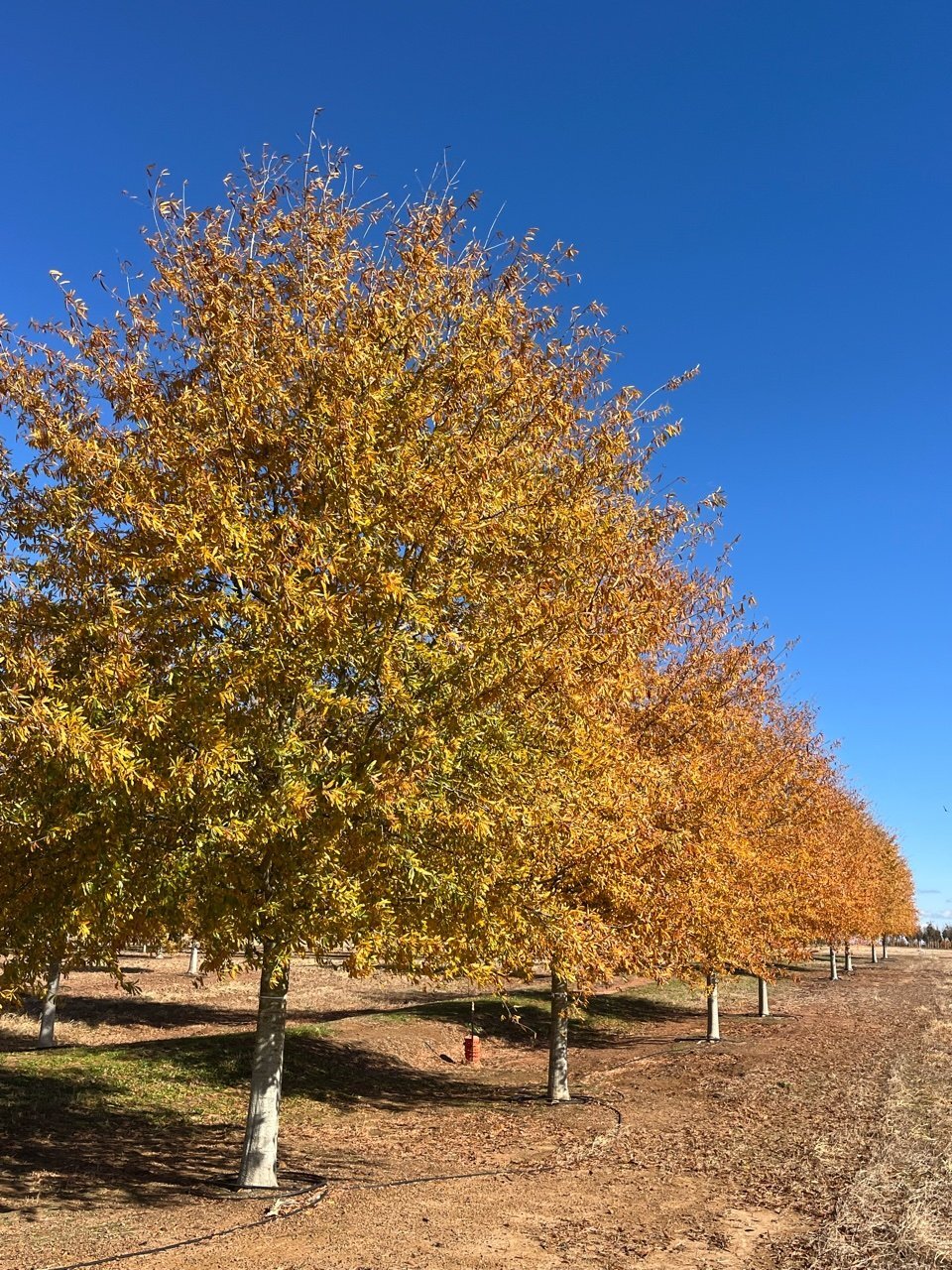 Quercus_Hightower_Row_Shot