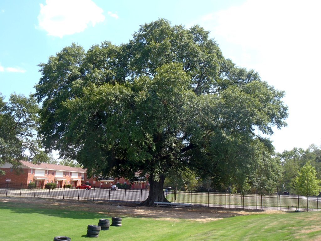 Quercus_nigra_fm1_08_94bwYDcb4y4x