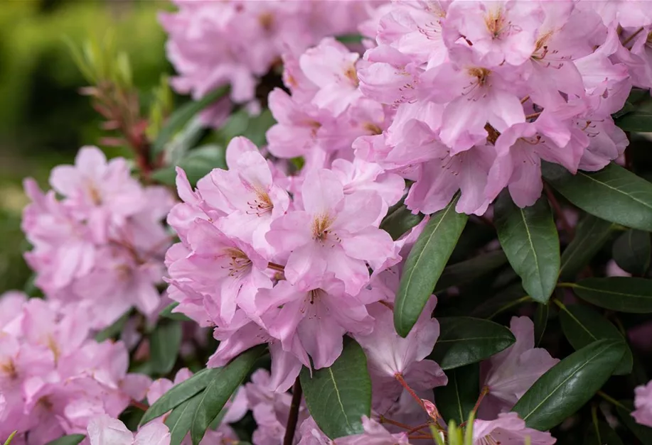 Rhododendron Paola 917x627 proportionalsmallest