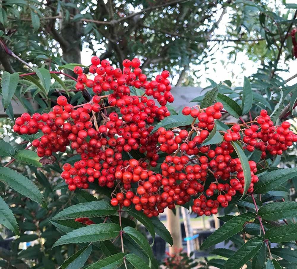 Sorbus commixta Carmencita E carmencitaronn frukt