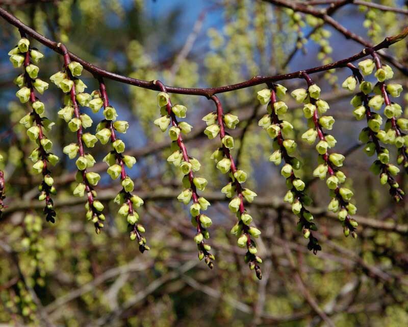 Stachyurus Praecox Cu 800 b Main