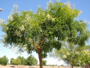 Styphnolobium_japonicum_26b