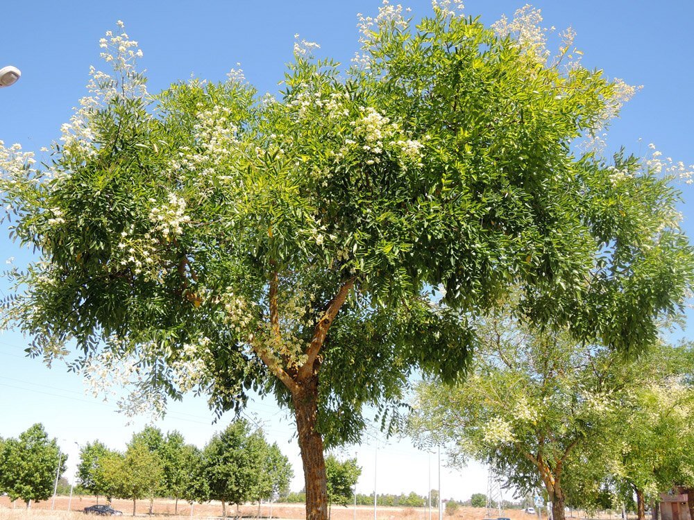 Styphnolobium_japonicum_26b