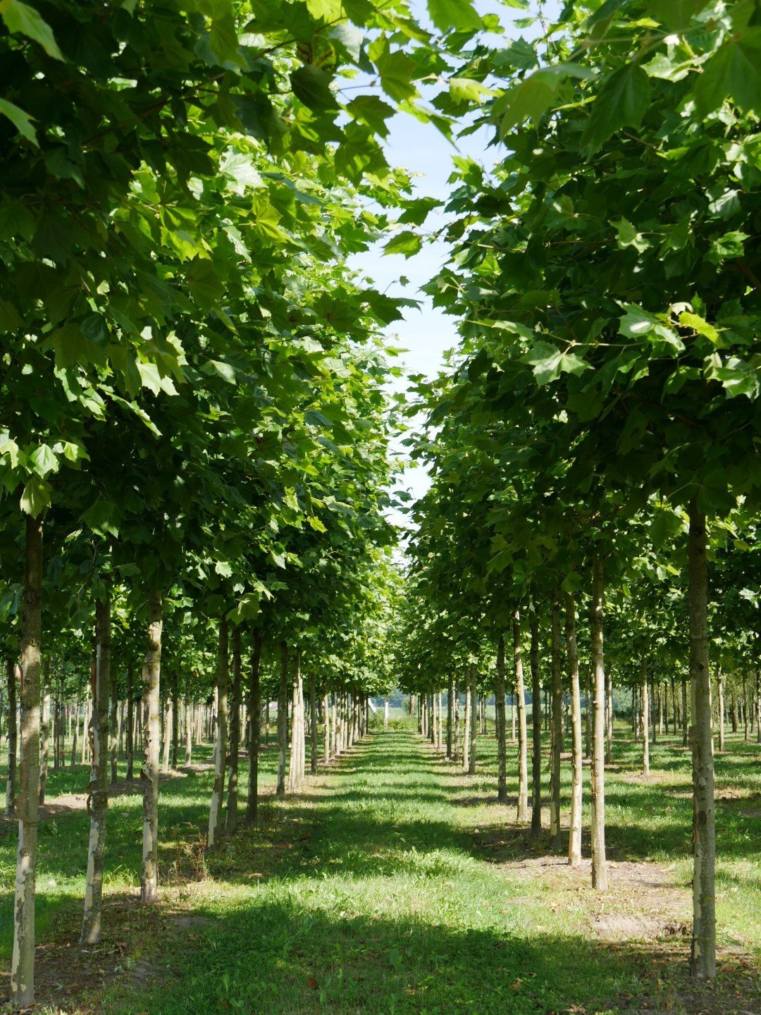 platanus_hispanica_malburg_4