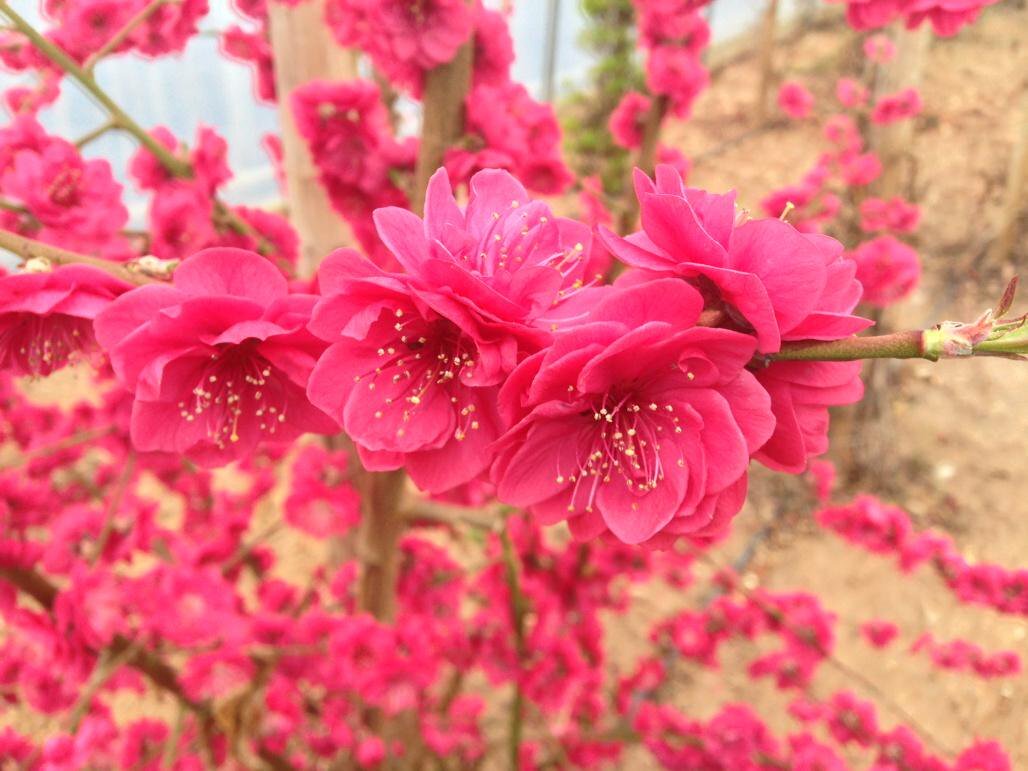 prunus melred3