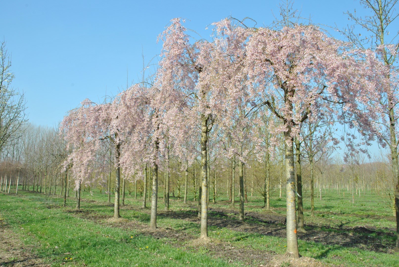 prunus pendula