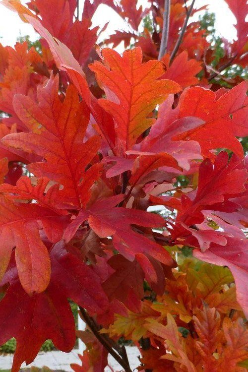 quercus reiffei warei chimney fire oak tree 2