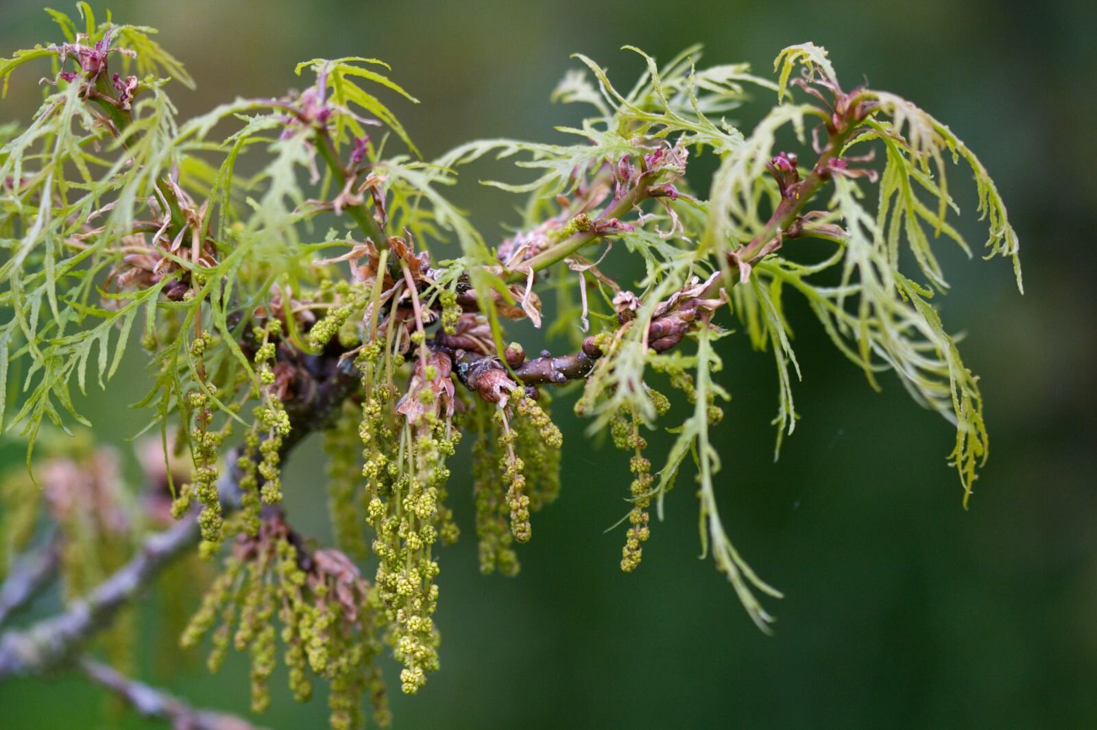 quercus robur pectinata