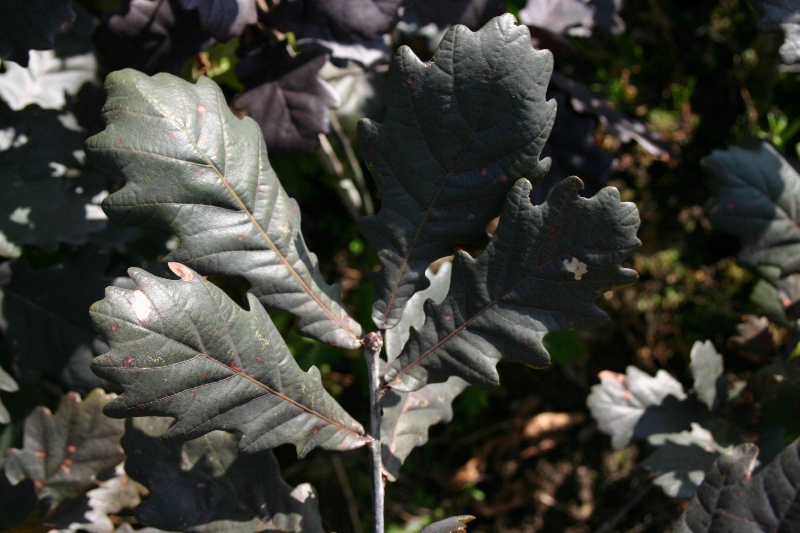 quercus robur timuki