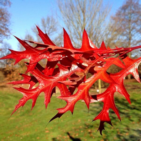 quercus texana new madrid 1