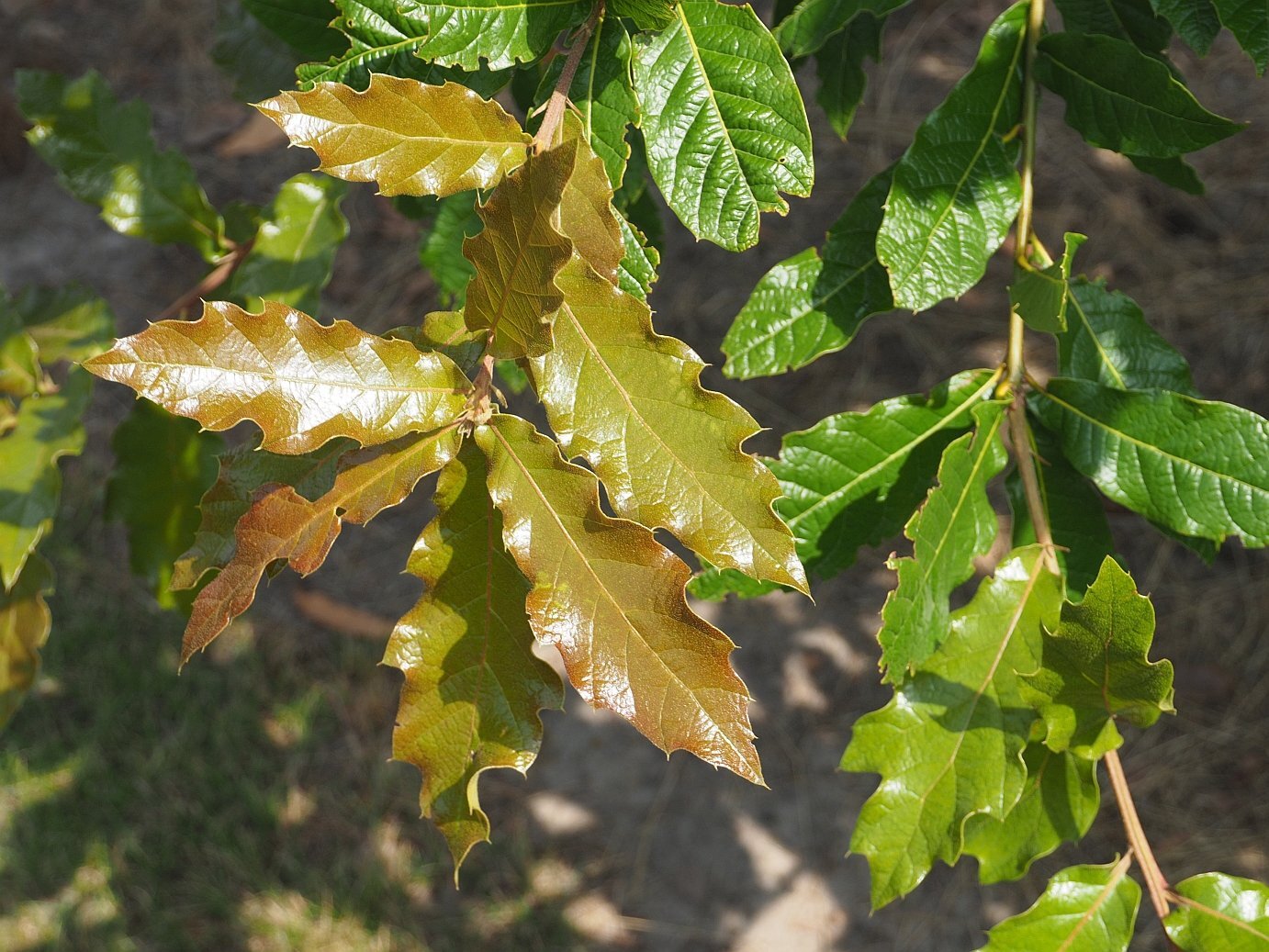 quercus_rhysophylla_maya_blad_kleur