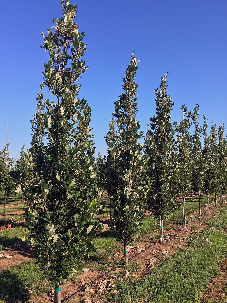 regal prince oak2