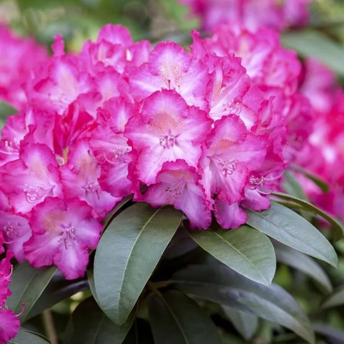 rhodo_sternzauber
