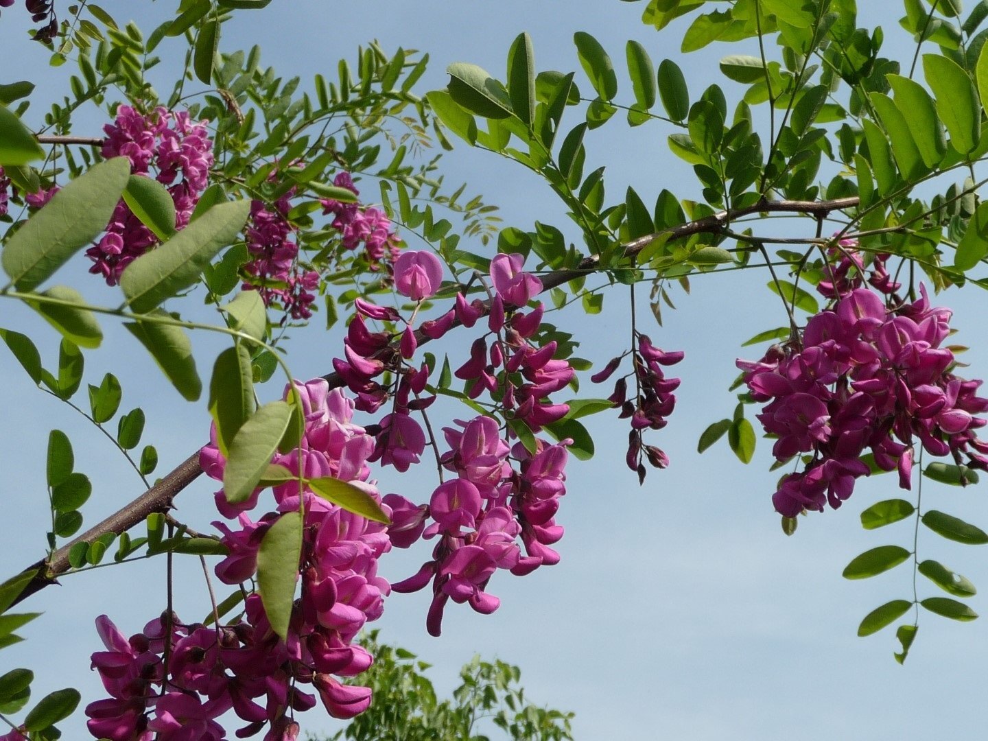 robinia margaretta casque rouge pink cascade